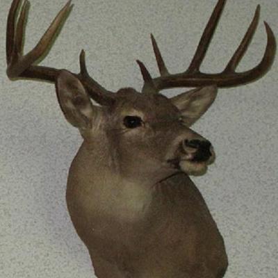 Taxidermy 10 Point Buck - West Texas Deer Head