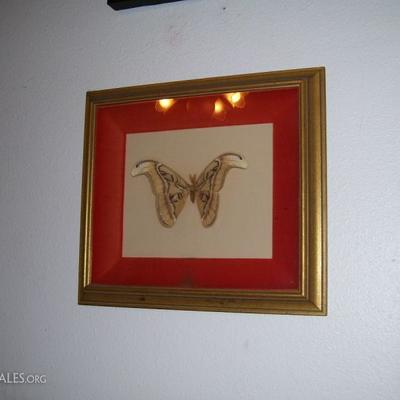 Vintage butterfly specimen......