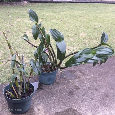 JYR032 Beautiful Plants - Pele's Hair, Kupukupu Ferns, Orchids
