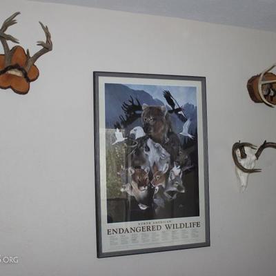 antlers 