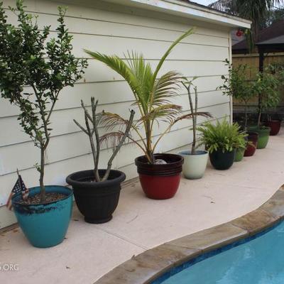 Potted plants