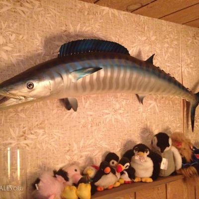 taxidermy, fish mounts, marlin, sailfish, baby hammerhead sharks