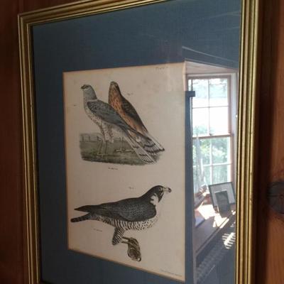 waterfowl lithograph
