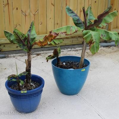 Two planted banana palm trees in blue pots. Approximately 3' tall.
