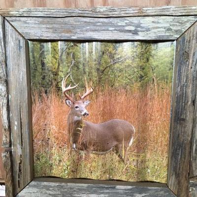 barnwood framed deer photo on tin