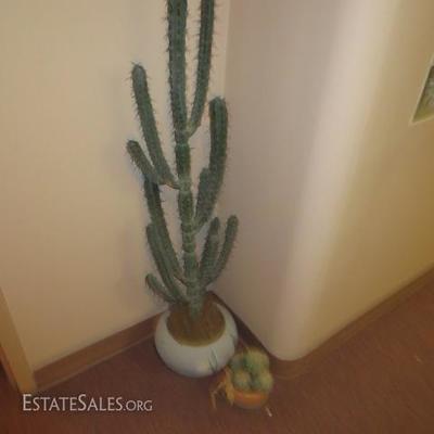 Catus Plant