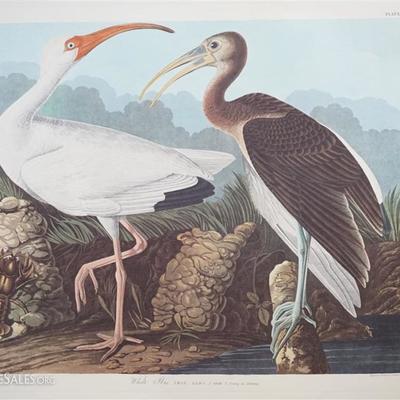 Lot 114 - Five (5) Audubon / Amsterdam Edition elephant folio lithographs. This group includes 1- Brant Goose. 2- Black Tern. 3- White...