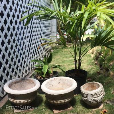 EHT245 Cement Planters and Outdoor Plants
