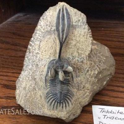 Triolbite Trident Fossil
