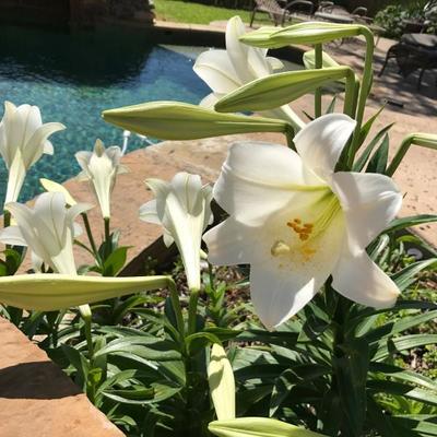 From my backyard this week, better late than never Easter Lillies. Just making sure you're still with me :)
