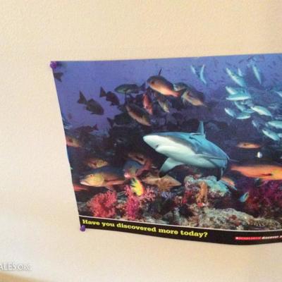 shark poster