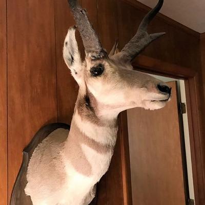 Taxidermy Pronghorn Antelope 