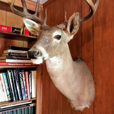 Taxidermy White Tail Deer