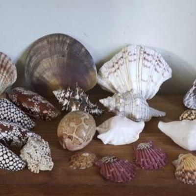 MVT067 Real Seashells from Around the World
