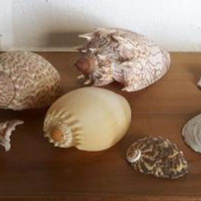 MVT076 Collection of Rare Seashells - Including Spiny Shells

