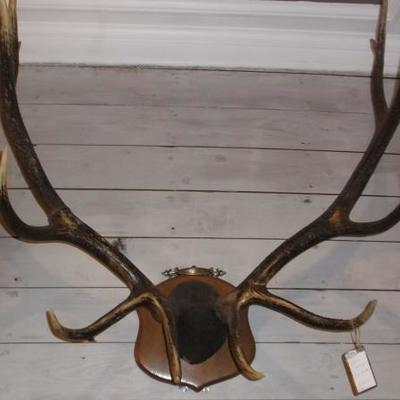 1957 Elk Antlers reduced by 40%.  They are truly impressive.  Drop by and check them out.