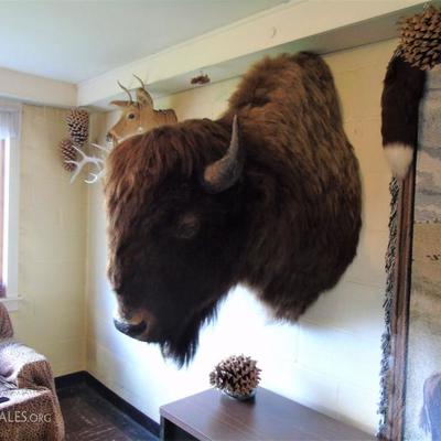 Buffalo shoulder mount