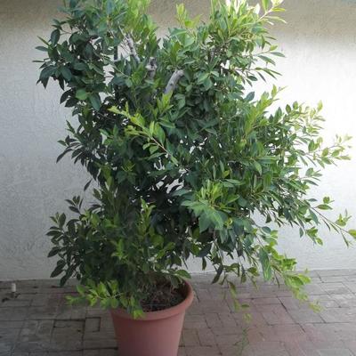 Beautiful outdoor potted Ficus.