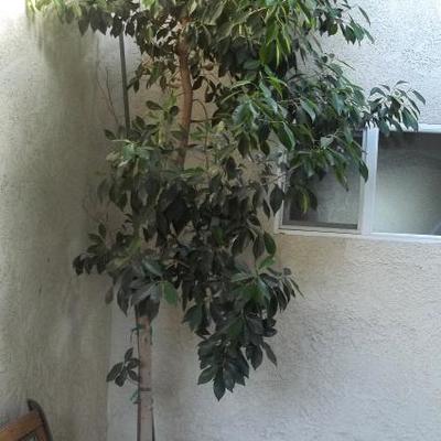 Another potted Ficus approx. 11' tall.
