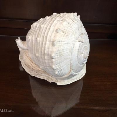 Conch shell