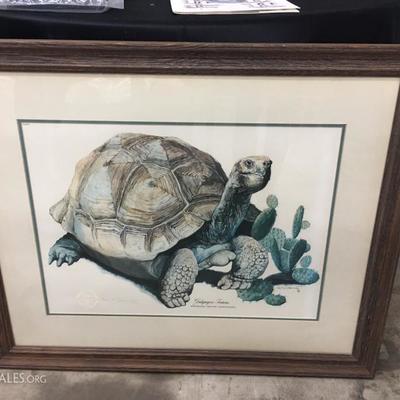 Large turtle picture