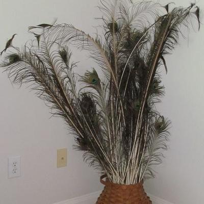 Peacock feathers