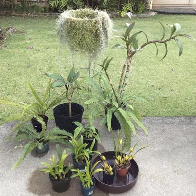 JYR028 Plant Lovers Lot - Pele's Hair, Orchid, Kupukupu Ferns
