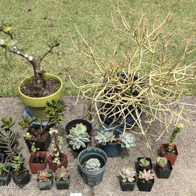 JYR029 Succulent Plants - Jade, Cactus, Plus 18 More!
