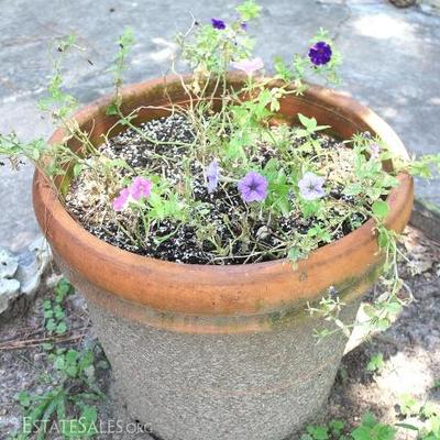 Potted Flowers in Terracotta Pot