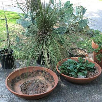 Lot of 4 Large Potted Plants, 1 Pot
