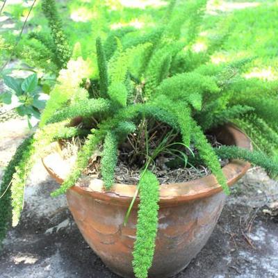 Lot of 2 Potted Plants in Terracotta Pots