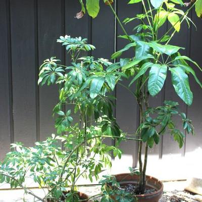 Lot of 2 Potted Trees
