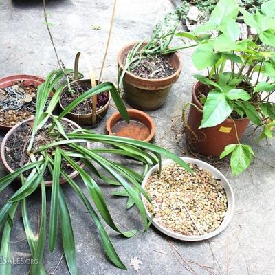 Box Lot of Plants and Pots
