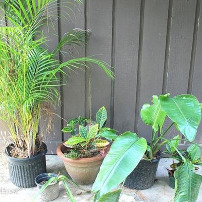 Lot of 5 Potted Plants