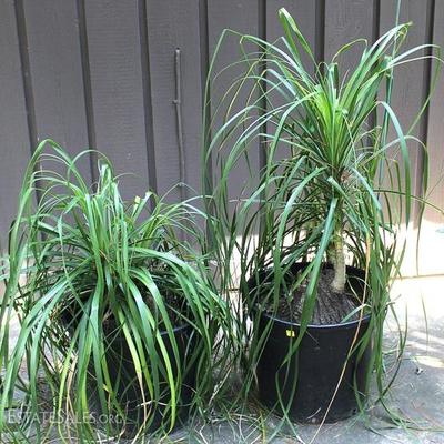 Lot of 2 Potted Pony Tail Palms