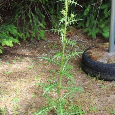 A somewhat sinister plant that insisted on being pictured. 