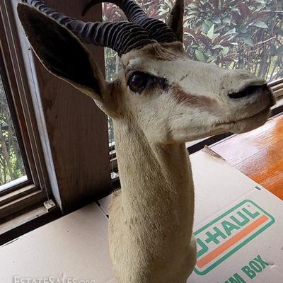 MHE030 African Gazelle Taxidermy Head
