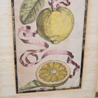 painted grapefruit botanical 