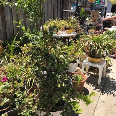 Sorry, the family has removed "some" plants and garden decor from the sale. 