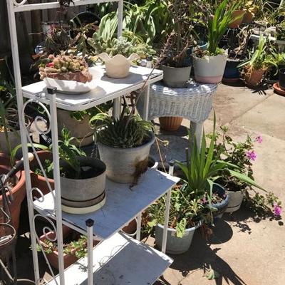 Sorry, the family has removed "some" plants and garden decor from the sale. 