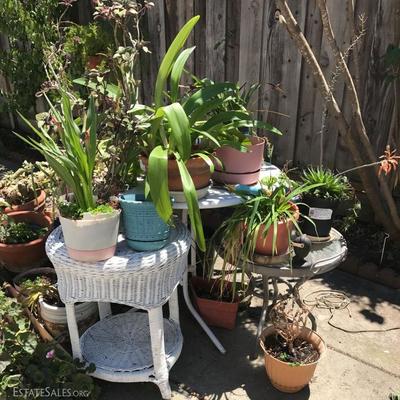 Sorry, the family has removed "some" plants and garden decor from the sale. 