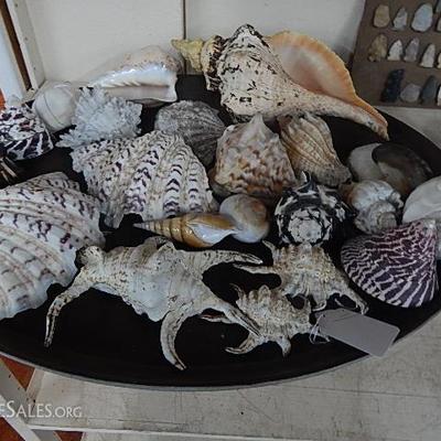 Collection of shells