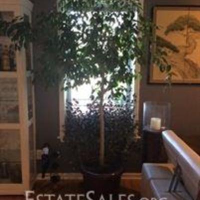 Ficas Tree and Wandering Jew house plants