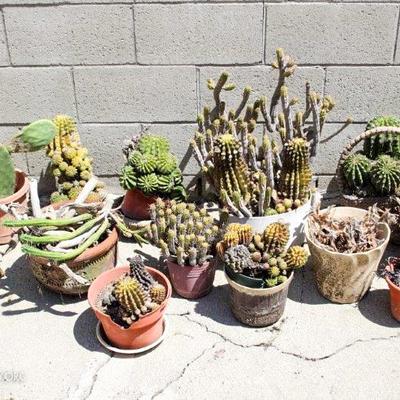 12 Assorted Potted Cactus