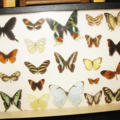framed butterflies 