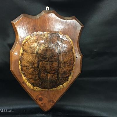 Turtle shell artwork