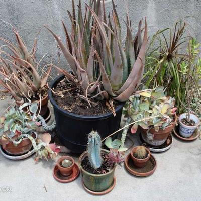 Succulents and Cacti Garden