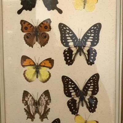 Framed butterfly collection
