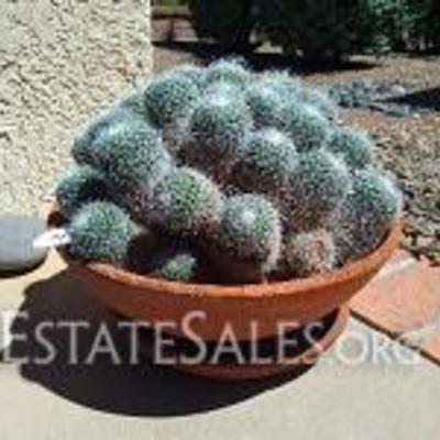 Pincushion Cactus
