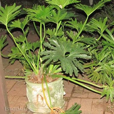 Large Cement Very old Cherub Planter (1 of 2) with Split Leaf Philodendron Plant